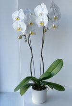 Load image into Gallery viewer, White Orchid
